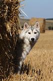 SIBERIAN HUSKY 707